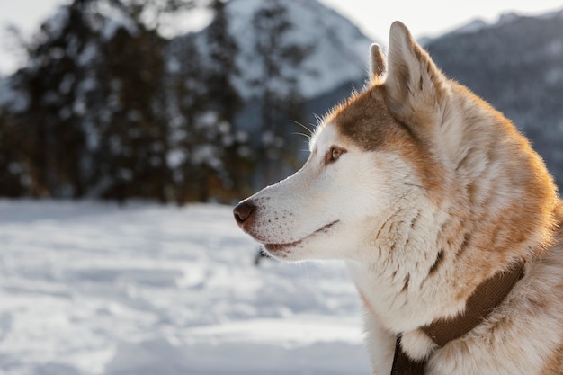 Close up beautiful dog outdoors