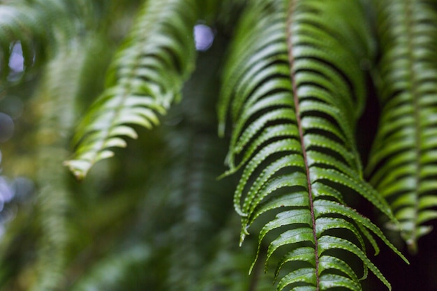 Close-up of beautiful fern leaves