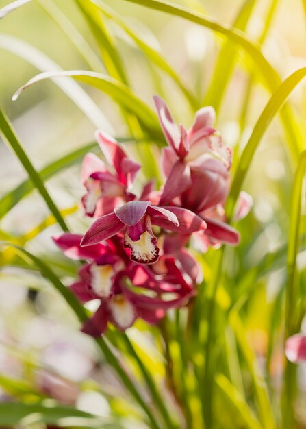 Close-up beautiful flower in greenhouse