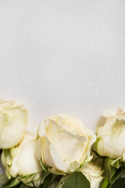 Close-up of beautiful flowers against white background