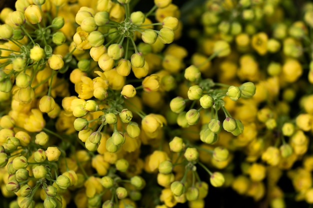 Close up on beautiful flowers details in nature