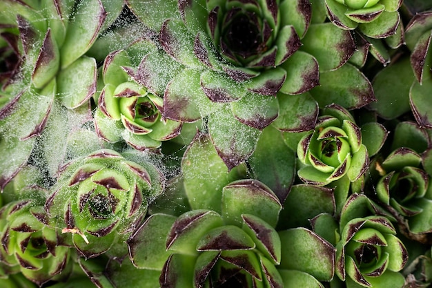 Close up on beautiful flowers details in nature