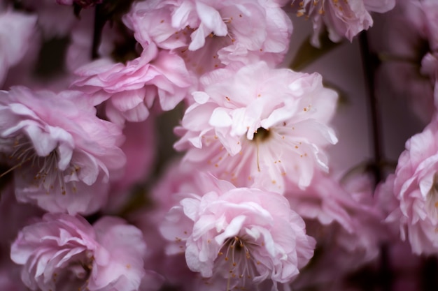 Close up on beautiful flowers details in nature