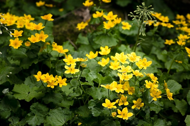 Free Photo close up on beautiful flowers details in nature