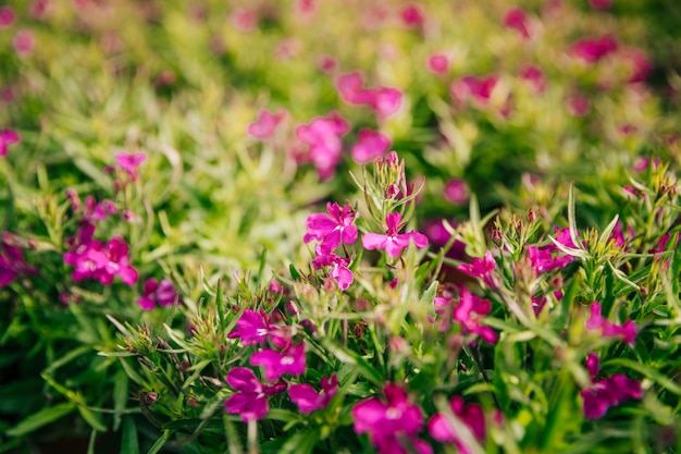 Close-up of beautiful fresh pink flowers