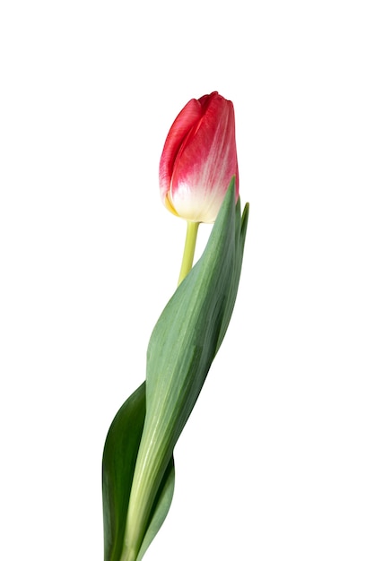 Free photo close up of beautiful fresh tulip isolated on white background.