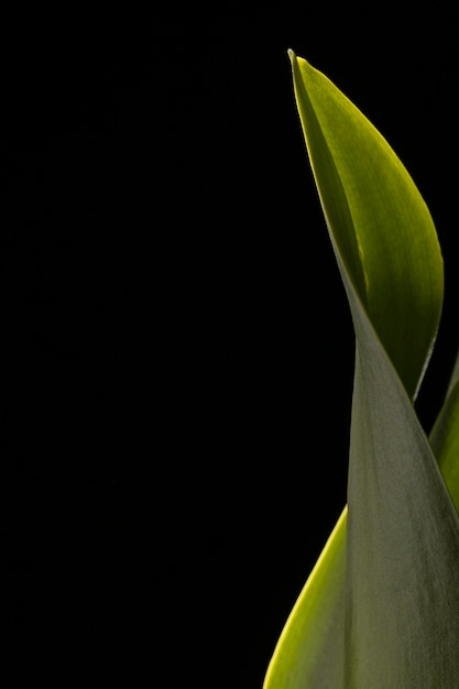 Free photo close-up of beautiful green leaf