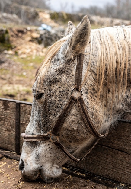 Free Photo close-up beautiful horse eating