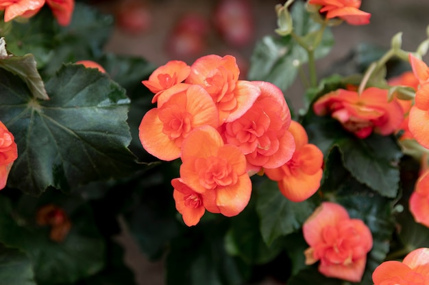 Free Photo close-up beautiful orange flowers