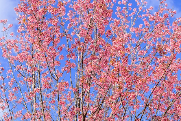 Close up beautiful pink cherry prunus cerasoides Wild Himalayan Cherry like sakusa flower blooming at north thailand , Chiang Mai ,Thailand.