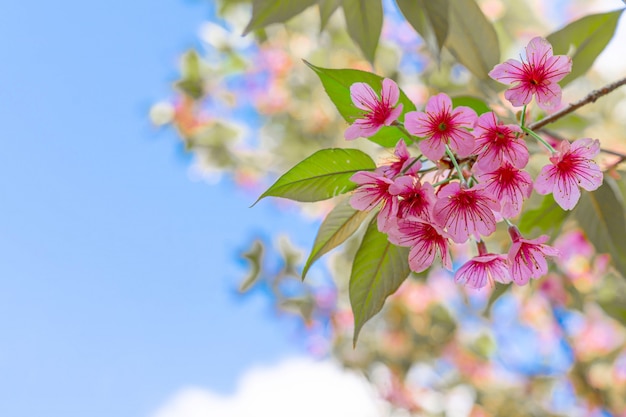 Close up beautiful pink cherry prunus cerasoides Wild Himalayan Cherry like sakusa flower blooming at north thailand , Chiang Mai ,Thailand.