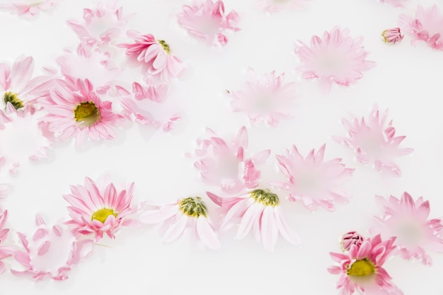 Free photo close-up of beautiful pink flowers floating on water