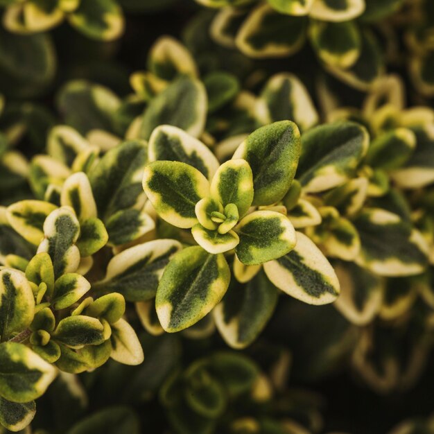 Close-up of beautiful plant leaves