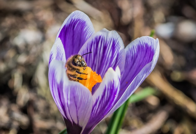 Free photo close up  of a beautiful purple crocus vernus flower with a bee