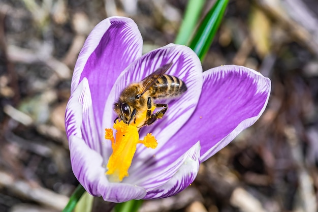 Free photo close up  of a beautiful purple crocus vernus flower with a bee