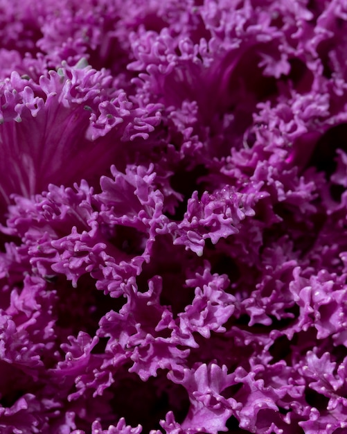 Free Photo close-up beautiful purple flowers outdoors