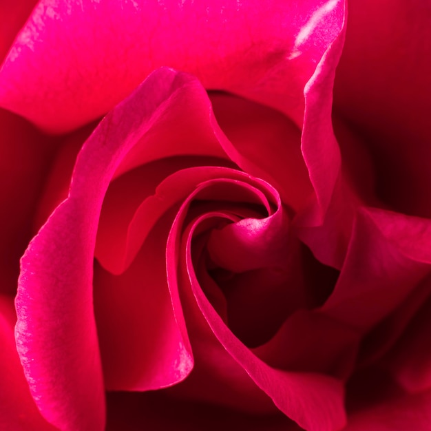 Free photo close-up of beautiful rose