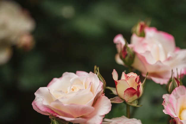 Close up of beautiful roses