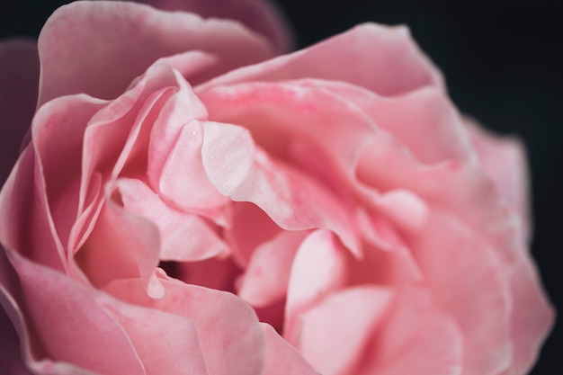 Close up of beautiful roses