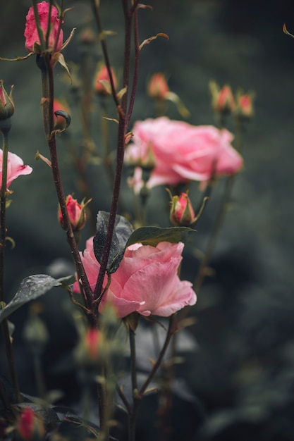 Free Photo close up of beautiful roses