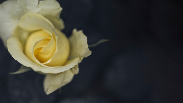 Close up of beautiful roses