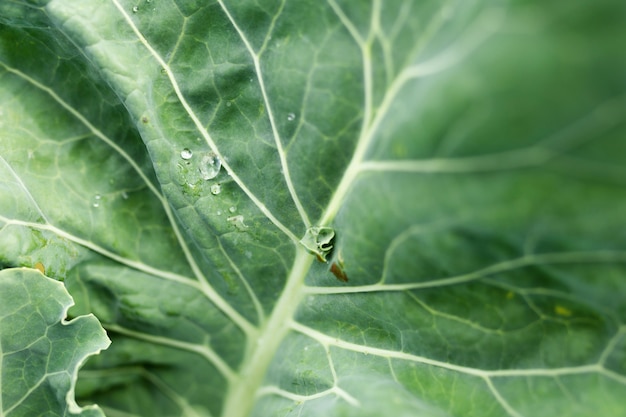 Close-up beautiful salad green leaf