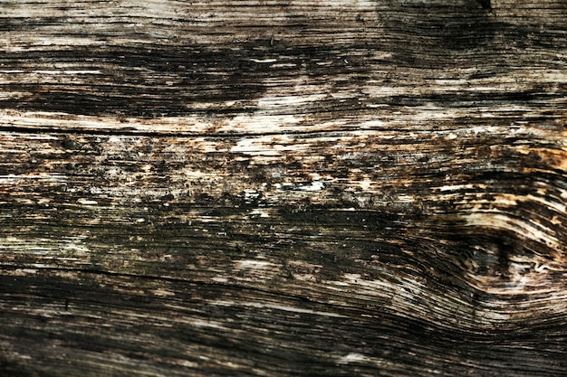 Close up on beautiful tree bark texture