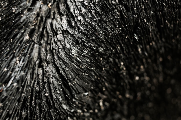 Free Photo close up on beautiful tree bark texture