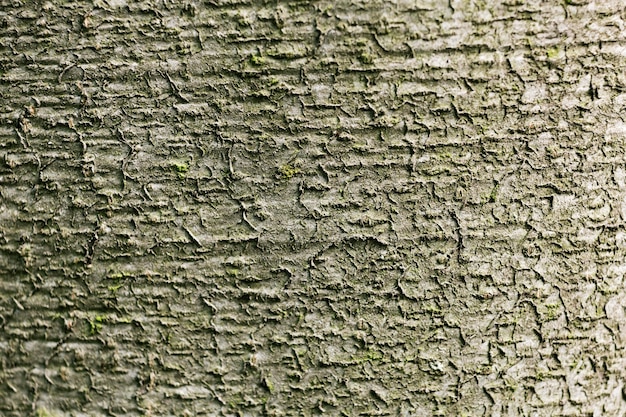 Close up on beautiful tree bark texture