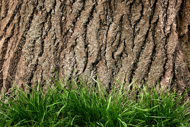 Close up on beautiful tree bark texture