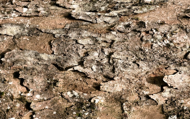 Close up on beautiful tree bark texture