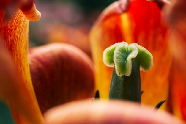 Free photo close-up of a beautiful tulip flower