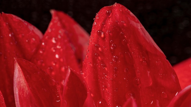 Close-up beautiful wet red petals