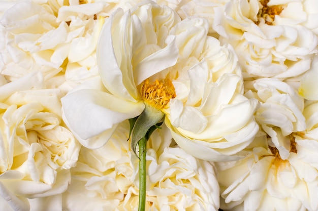 Close-up beautiful white roses