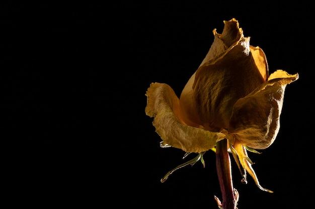 Free Photo close-up of beautiful yellow rose