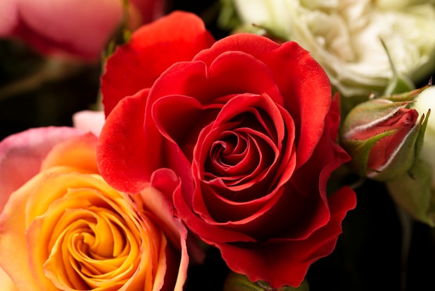 Close-up of beautifully bloomed rose flower