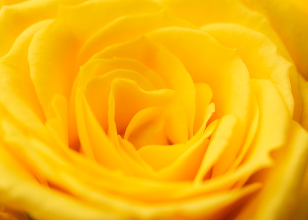 Close-up of beautifully bloomed rose flower