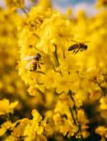 Free photo close up on bee collecting nectar