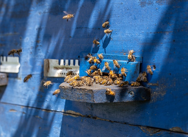 Close-up of a bee swarm on a wooden hive in an apiary