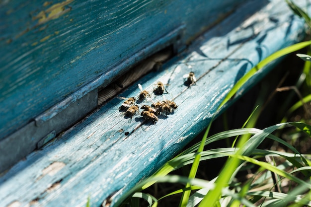 Close-up bees hive sitting on wooden hive