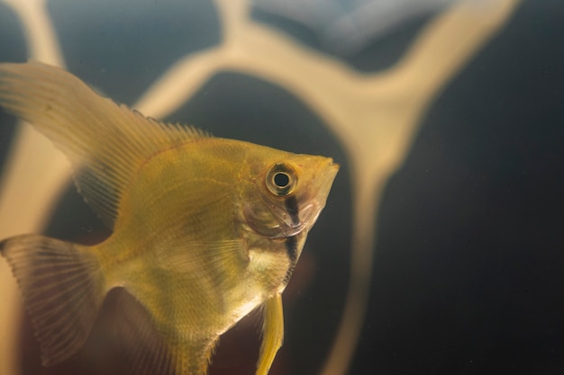 Free photo close-up betta fish and plastic pollution in background