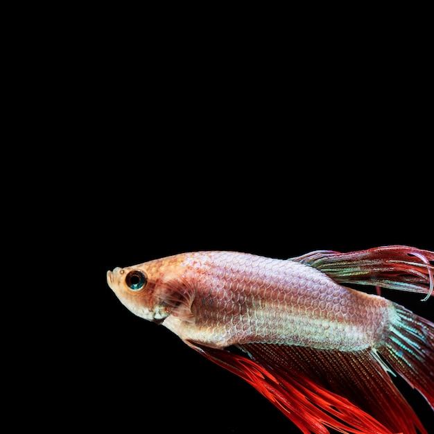 Free photo close-up betta fish with copy space