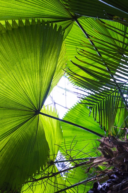 Free Photo close-up of big palm leaves in fan shape