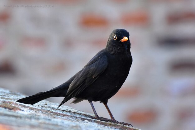 Close-up of black bird with blurred background