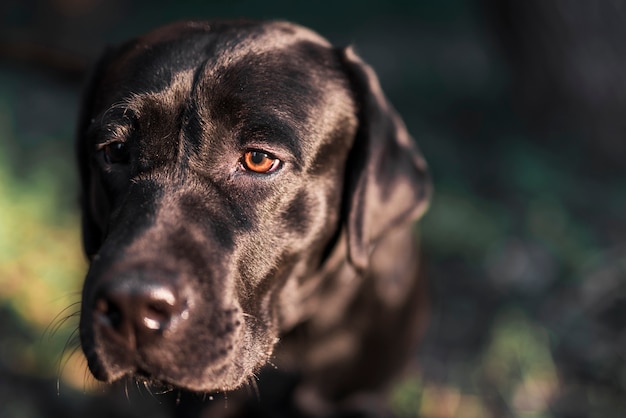 Close-up of black labrador retriever