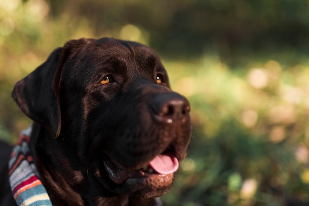 Close-up of black labrador with scarf