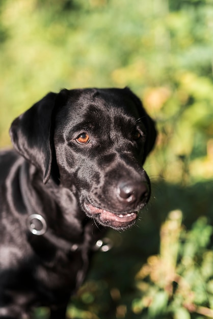 Close-up of a black labrador