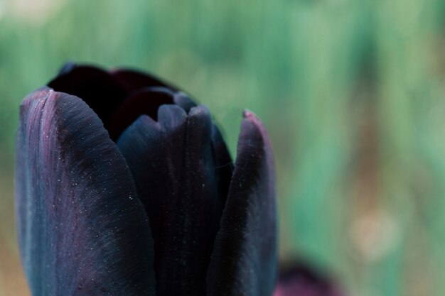 Close-up of black tulip flower