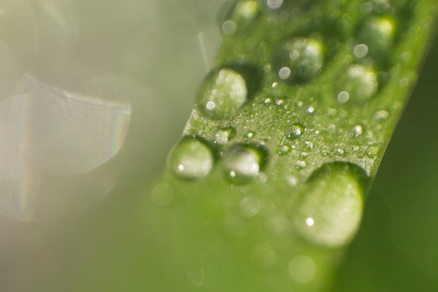 Free Photo close-up of blade with water drops