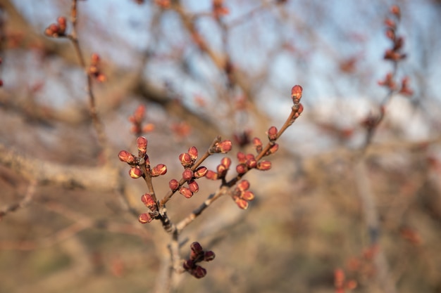 Close-up of a blooming branch